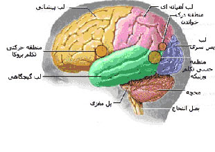دانستنیهای کوتاه و جالب درباره مغز