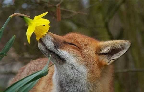 عکس های گل بو کردن حیوانات