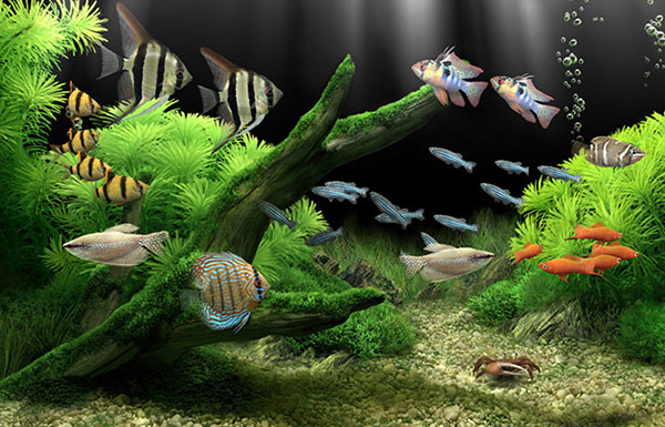 نرم افزار محافظ صفحه (اسکرین سیور) - Sim Aquarium 3.8 Premium