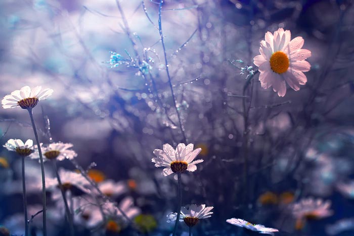 تصاویر فوق العاده زیبا از گل های رنگارنگ برای صفحه دسکتاپ