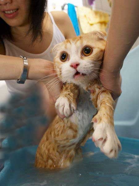 عکسهایی جالب از گربه های خیس شده