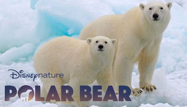 مستند خرس قطبی Polar Bear 2022
